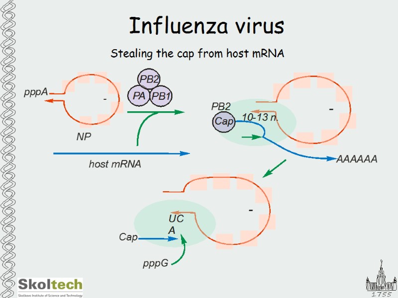 Influenza virus Stealing the cap from host mRNA